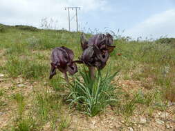 Слика од Iris iberica subsp. lycotis (Woronow) Takht.