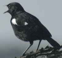 Image of Sooty Chat