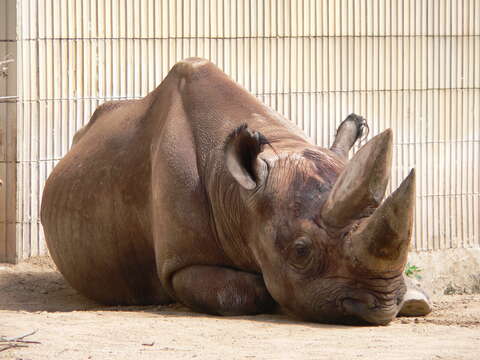 Image of Black Rhinoceros