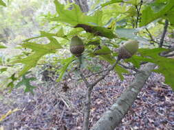 Image of Nuttall Oak