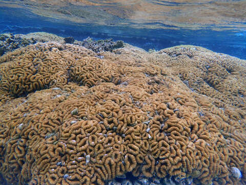 Image of Brain Root Coral