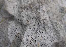 Image of Speck lichens and Wart lichens