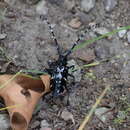 Imagem de Anoplophora chinensis (Forster 1771)