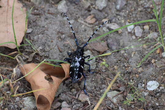 Image of Citrus long-horned beetle