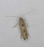 Image of Aspen Leaf Blotch Miner Moth