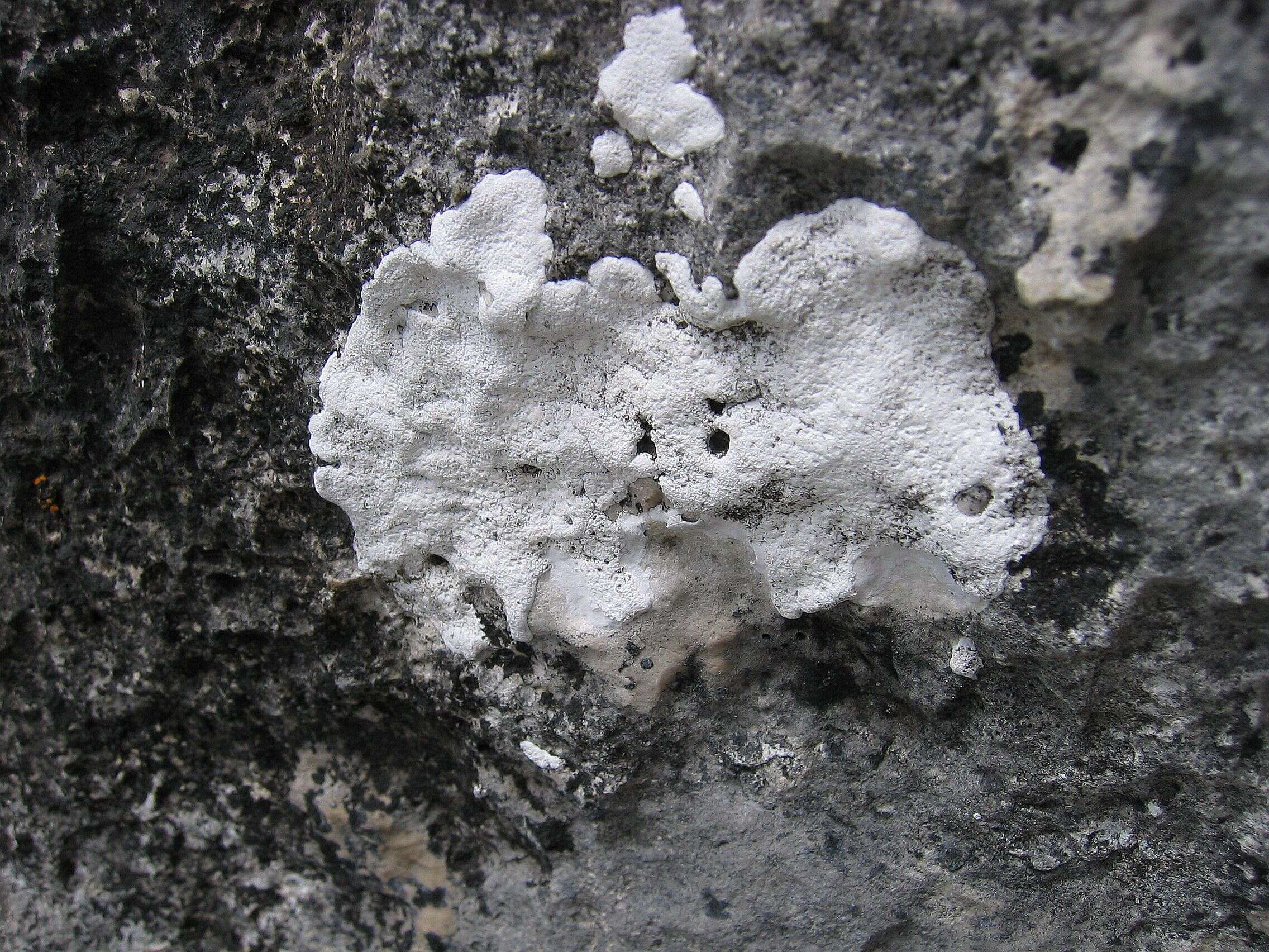 Image of Speck lichens and Wart lichens