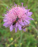 Слика од Knautia arvensis (L.) Coulter