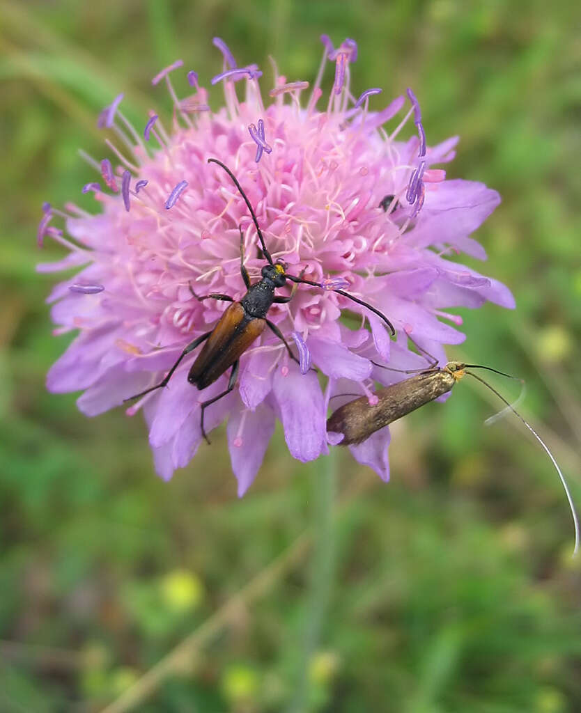 Слика од Knautia arvensis (L.) Coulter