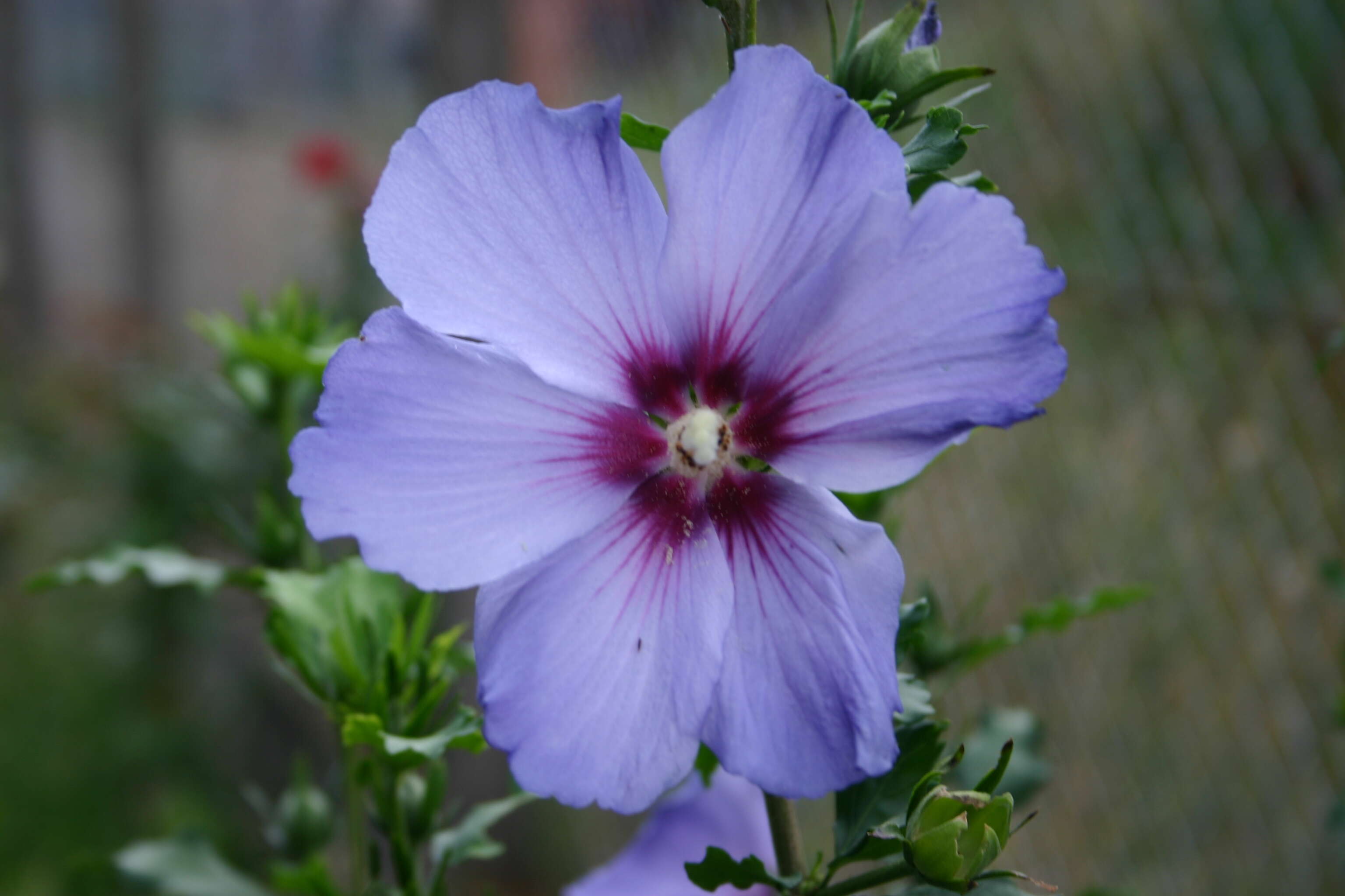 Imagem de Hibiscus syriacus L.