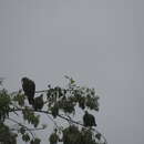 Image of Taiwan Green-pigeon