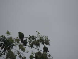 Image of Taiwan Green-pigeon