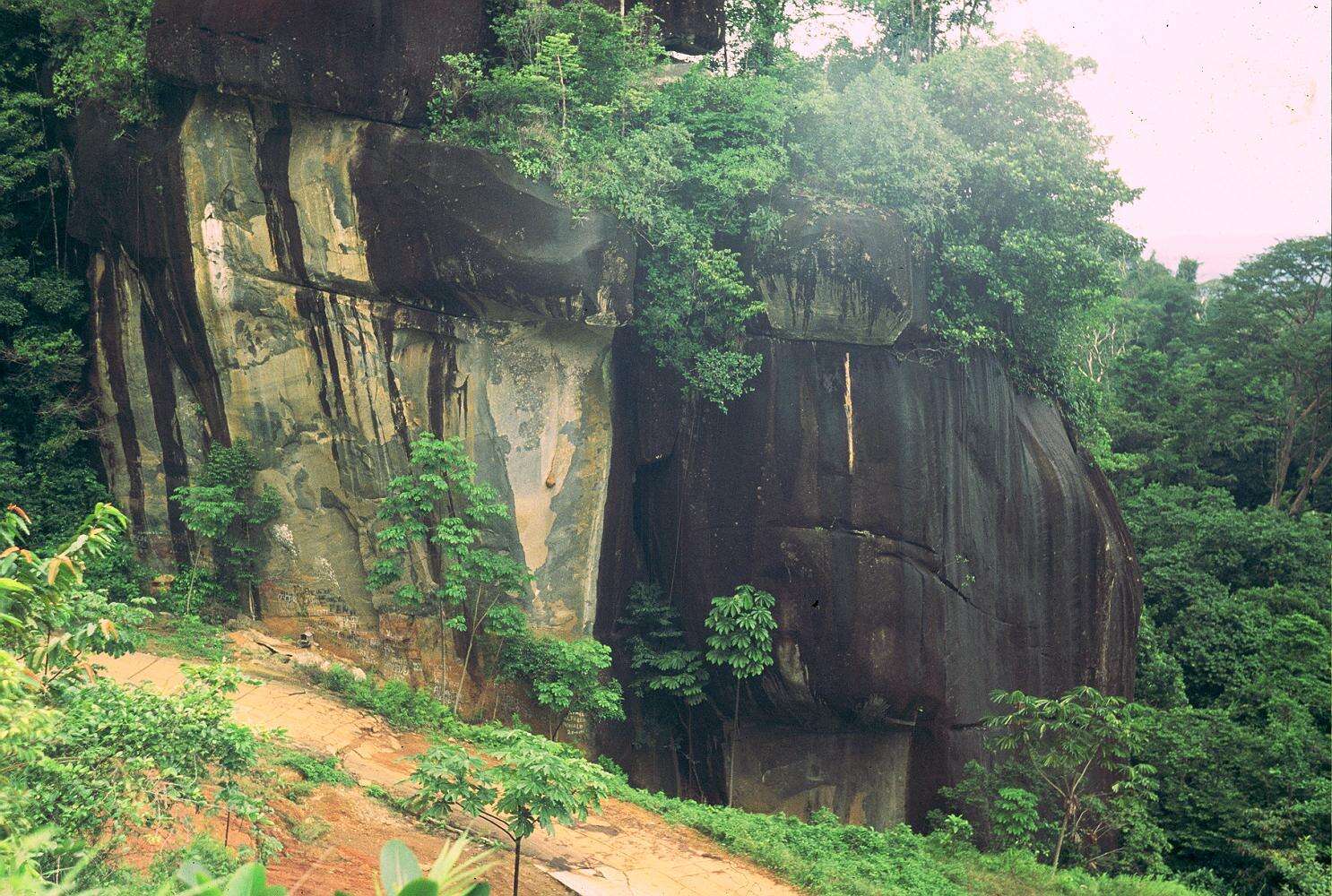 Image of Yagrumo Hembra, Trumpet-Tree