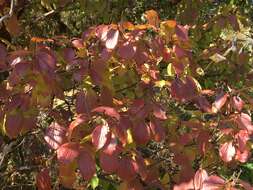 Sivun Viburnum ellipticum Hook. kuva