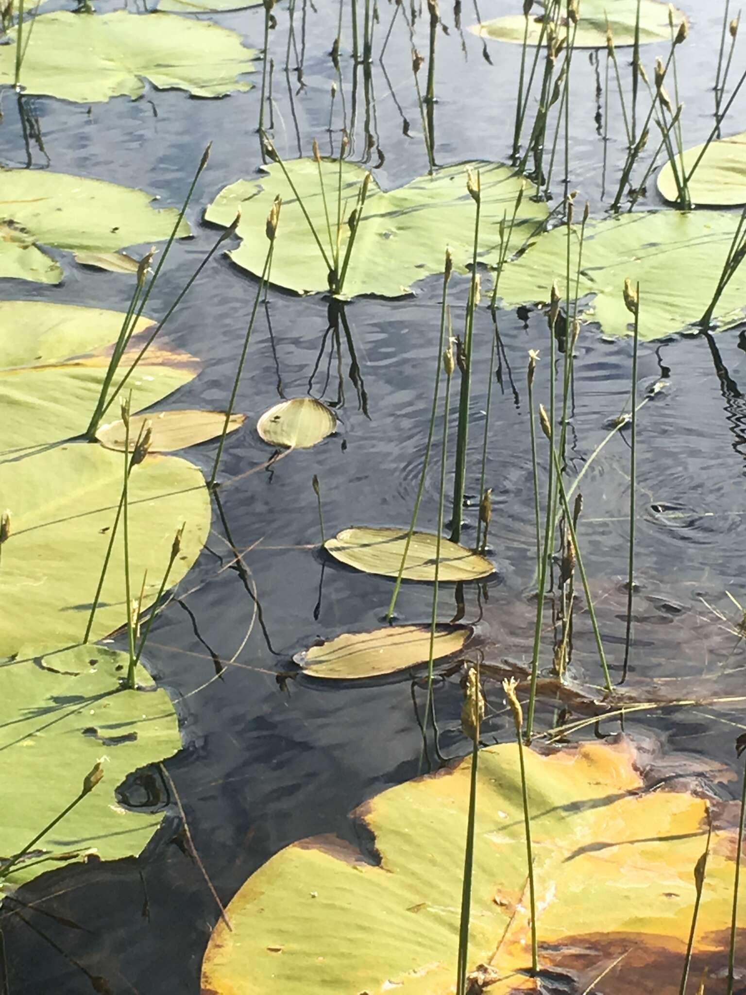 Image of Swaying bulrush