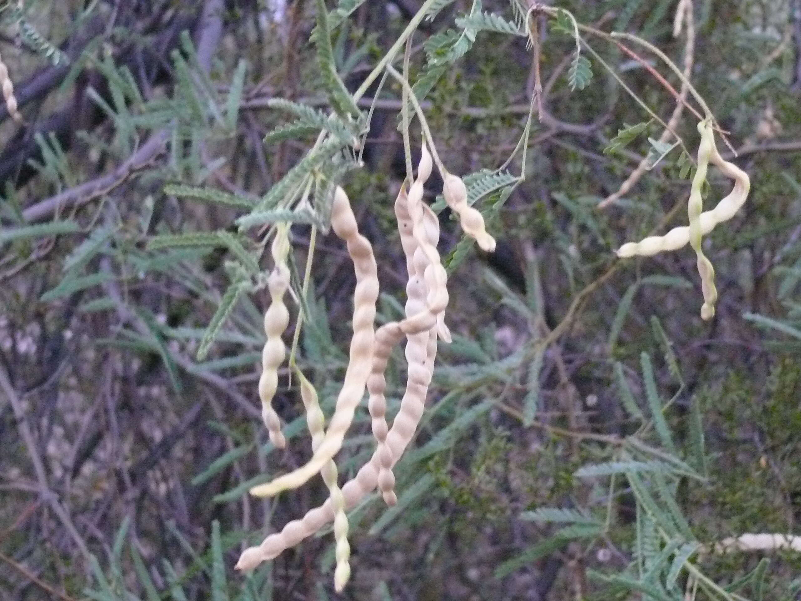 Image of velvet mesquite