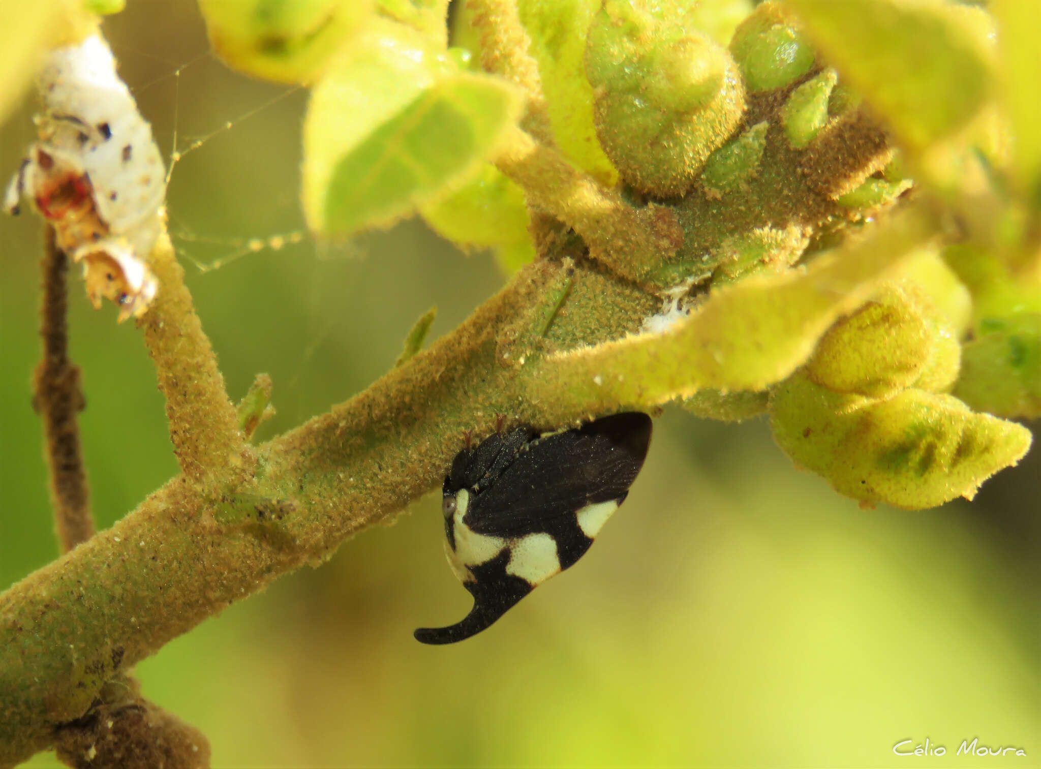 Imagem de Enchophyllum quinquemaculata Fairmaire