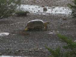 Plancia ëd Gopherus flavomarginatus Legler 1959