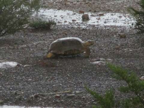 Image of Bolson Tortoise