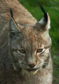 Image of Eurasian lynx