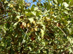 Image of Red bushwillow