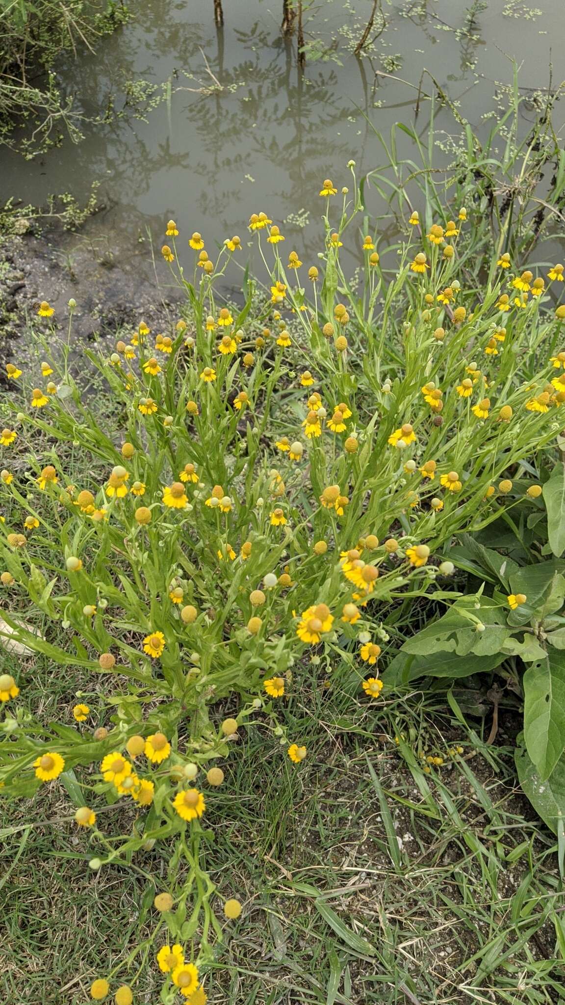 Image of longdisk sneezeweed