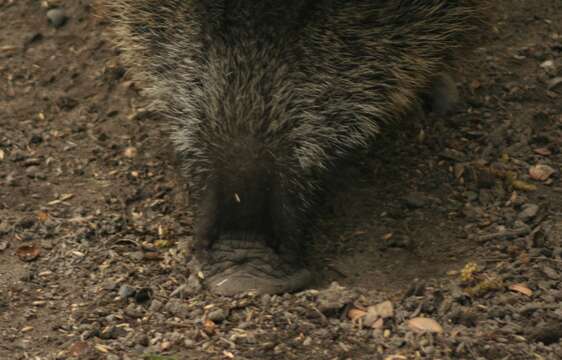 Imagem de Sus scrofa scrofa Linnaeus 1758