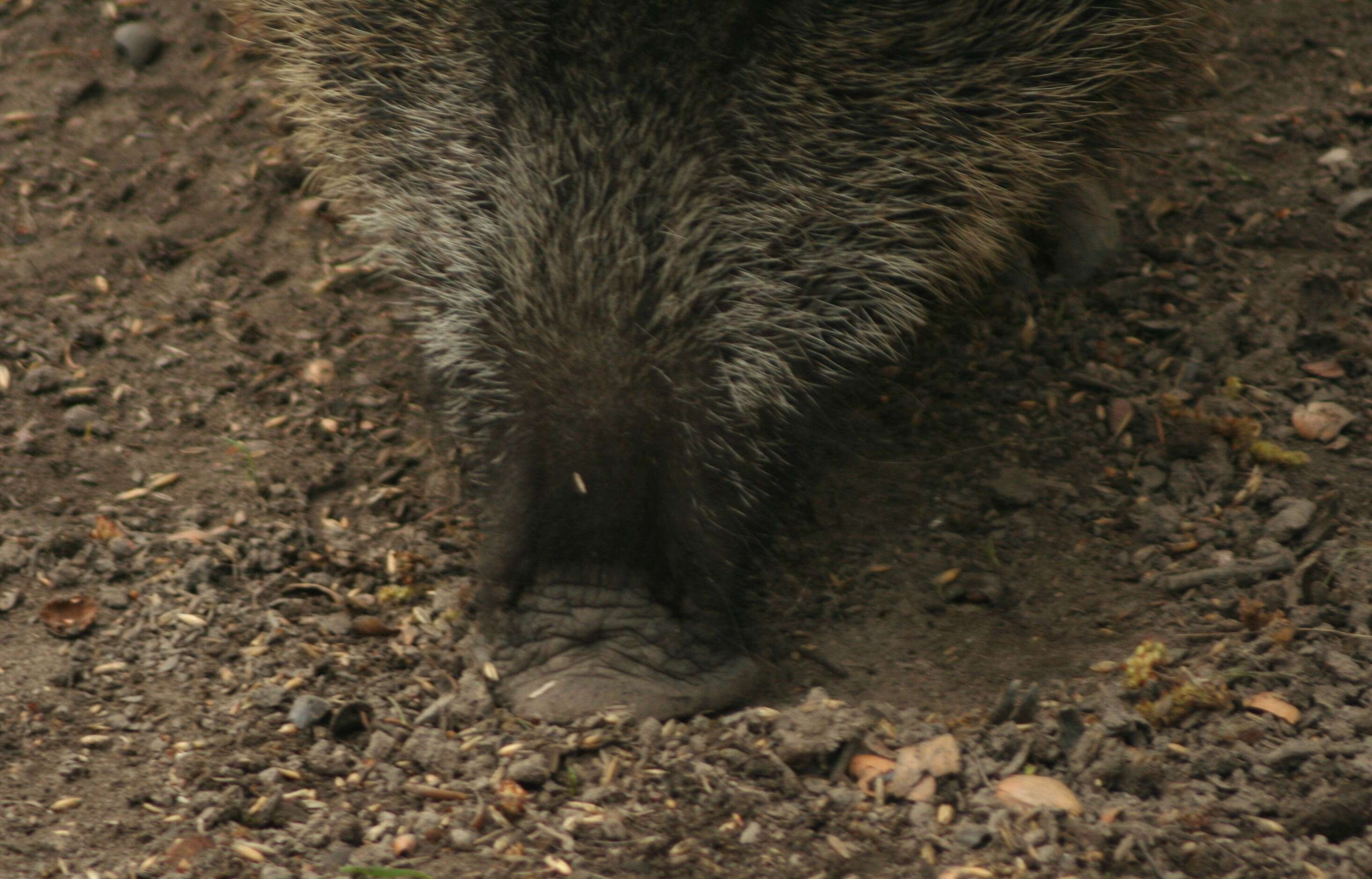 Image of Domestic Pig