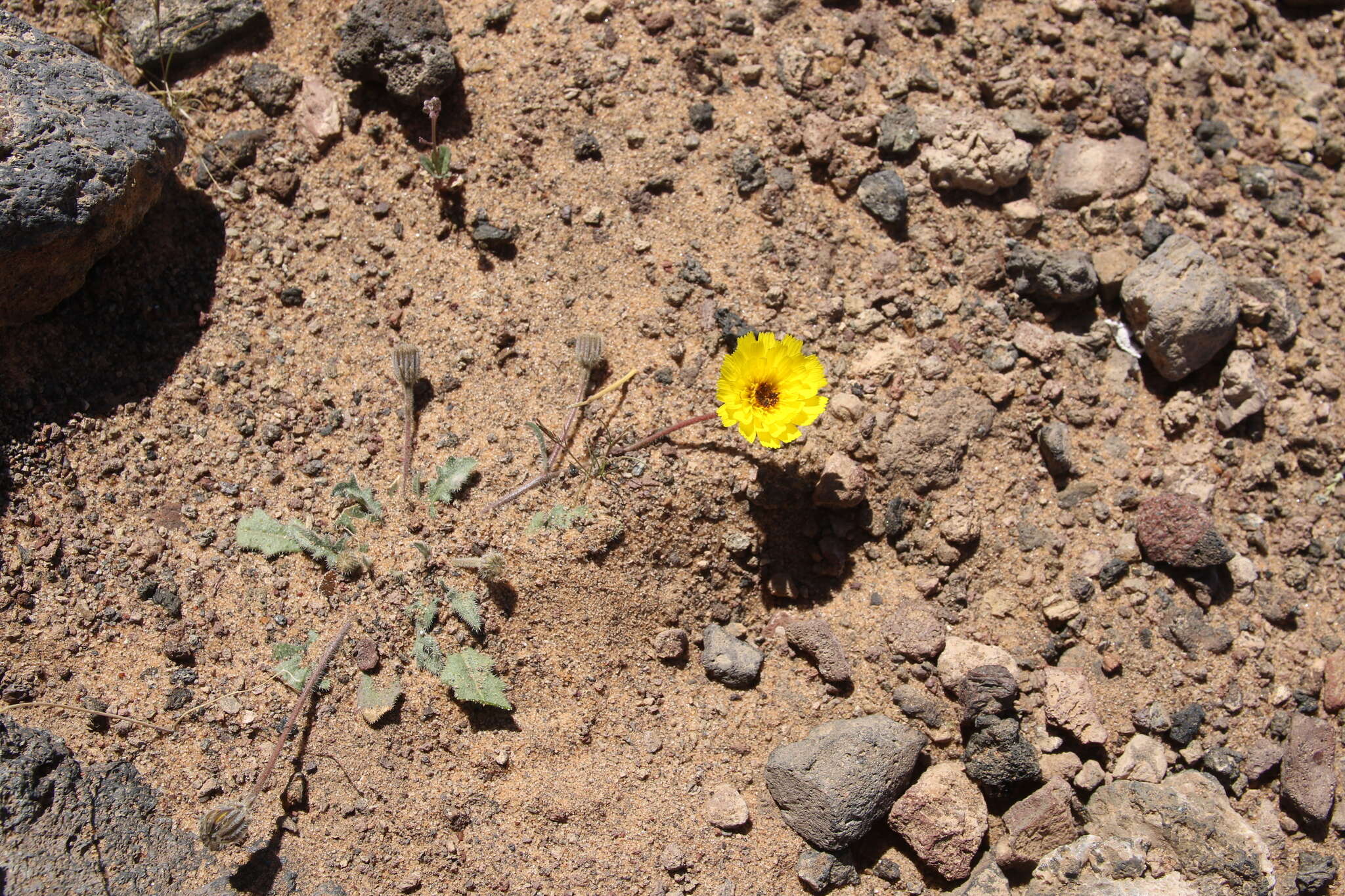 Image of Picris asplenioides L.