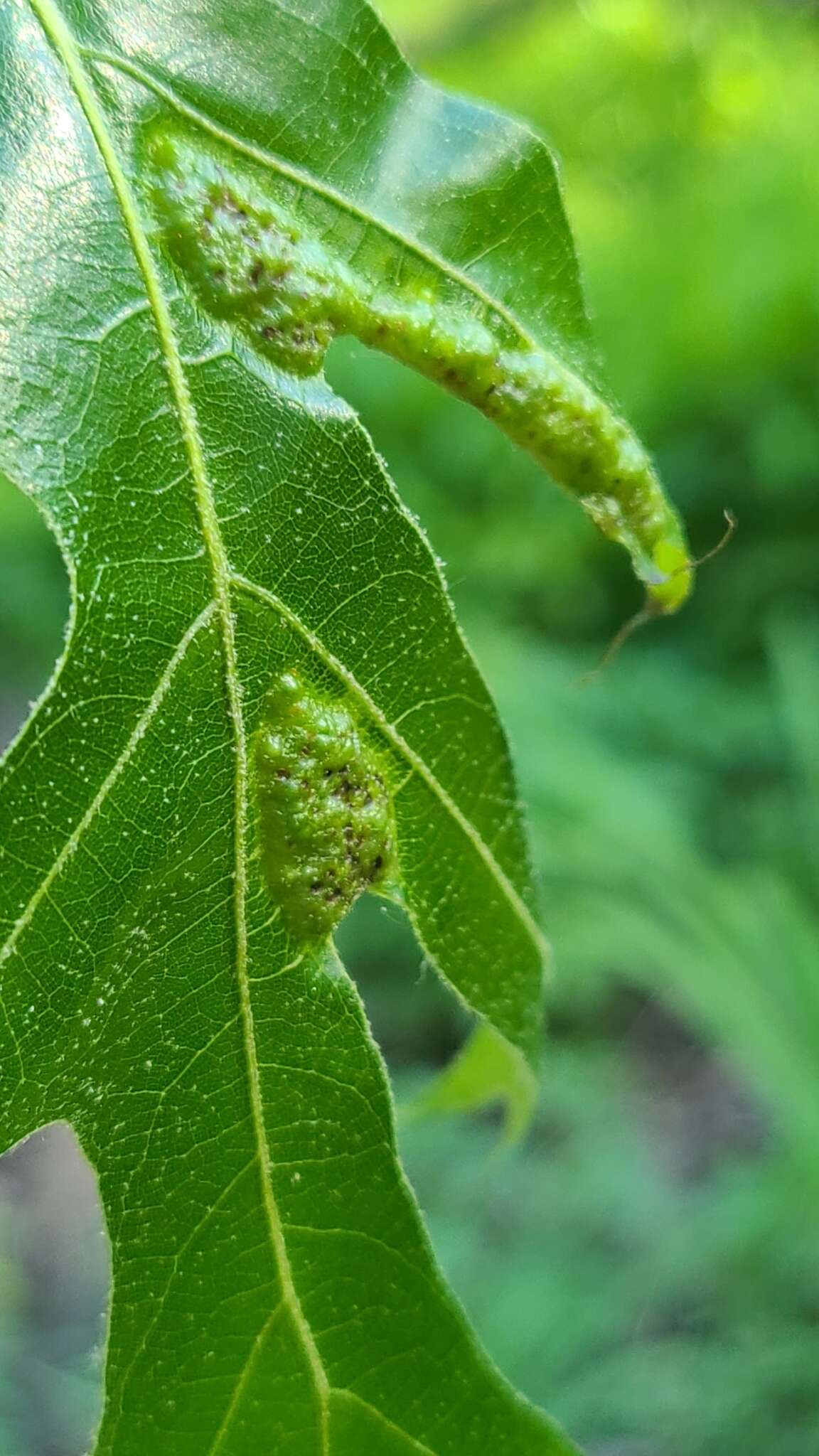 Image of Melikaiella ostensackeni Pujade-Villar 2014