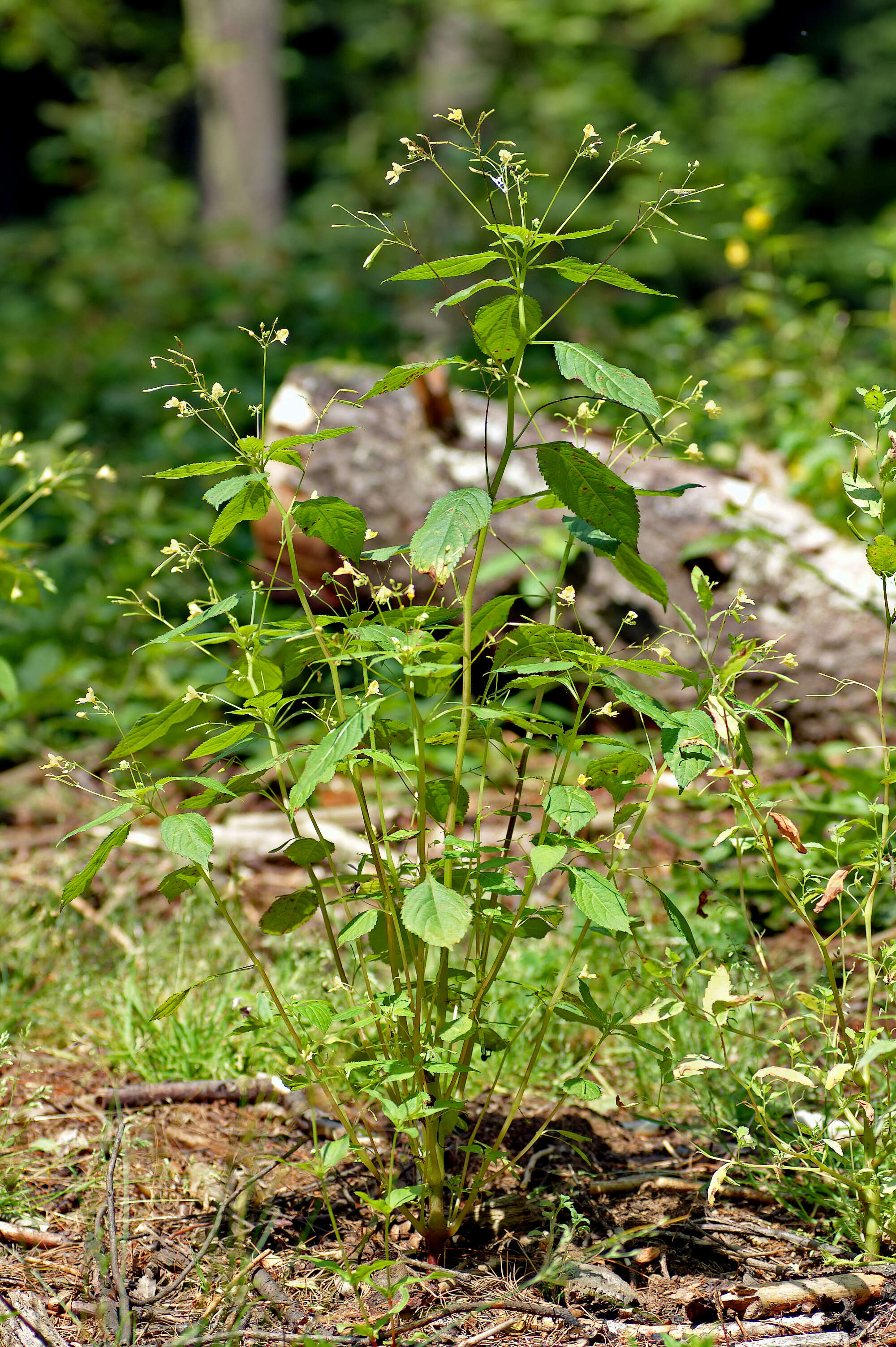 Image of small balsam