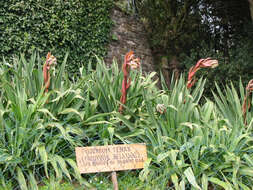 Image of New Zealand flax