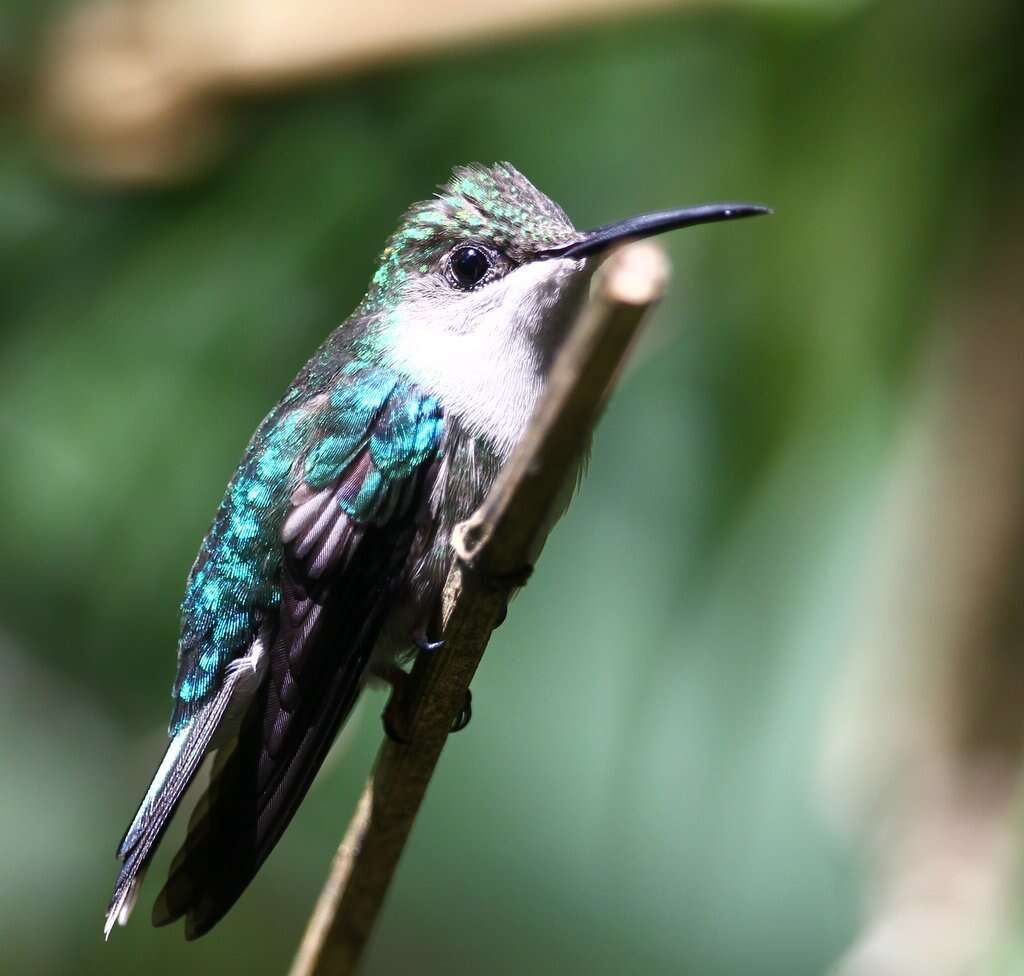 Image of Crowned Woodnymph