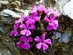 صورة Dianthus glacialis Haenke