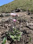 Image of Helichrysum ecklonis Sond.