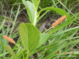 Image de Acalypha peduncularis Meisn. ex C. Krauss