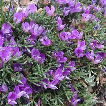 Image of spiny milkvetch