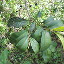 Imagem de Ardisia compressa Kunth