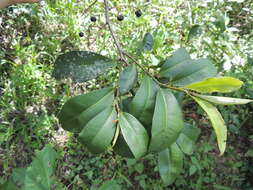 Image of Ardisia compressa Kunth