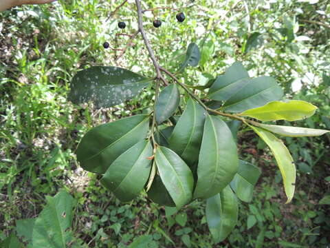 Plancia ëd Ardisia compressa Kunth