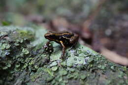 Image of Blue-bellied Poison Frog