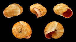 Image of Mediterranean Coastal Snail