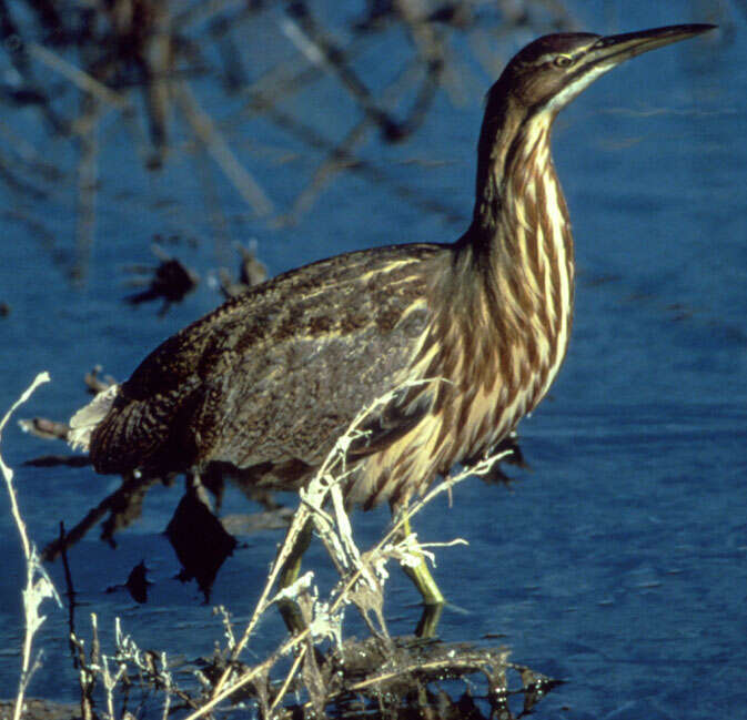 Image of Botaurus Stephens 1819