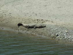 Image of Broad-snouted Crocodile