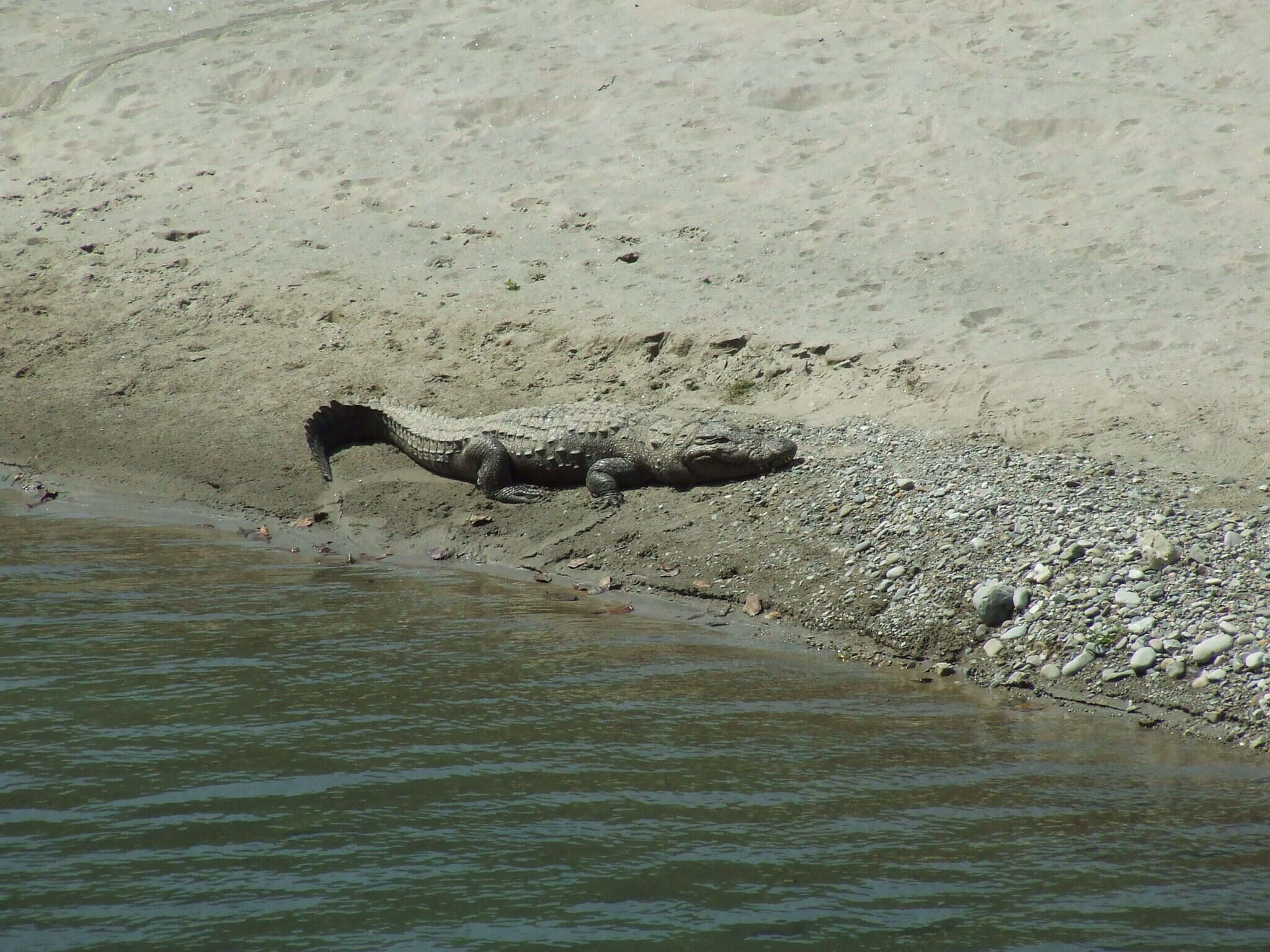 Image of Broad-snouted Crocodile