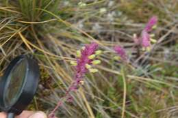 صورة Neobartsia laniflora (Benth.) Uribe-Convers & Tank