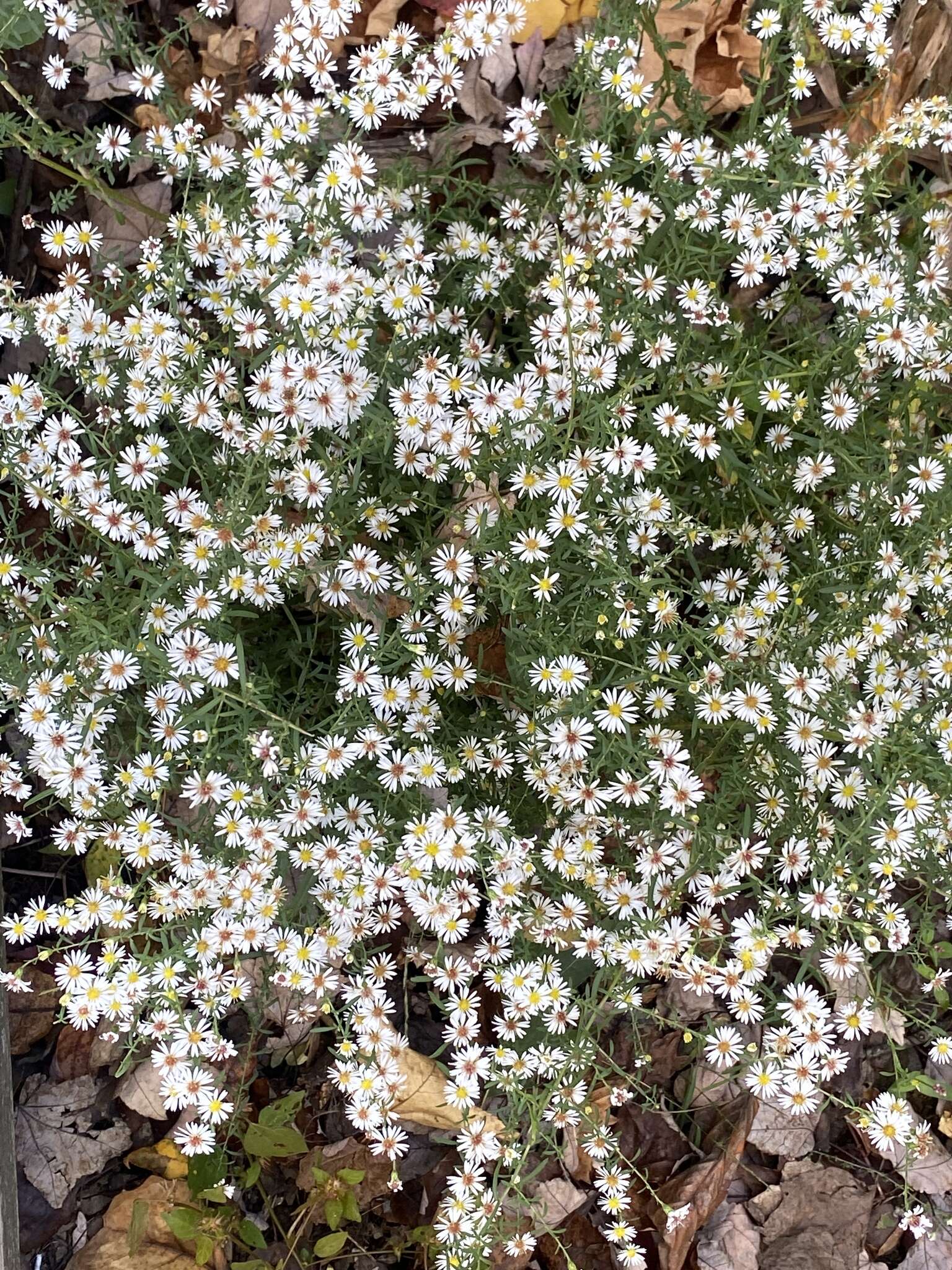 Image of Fragile-Stem American-Aster