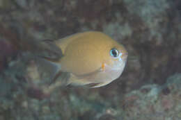 Слика од Pycnochromis amboinensis (Bleeker 1871)