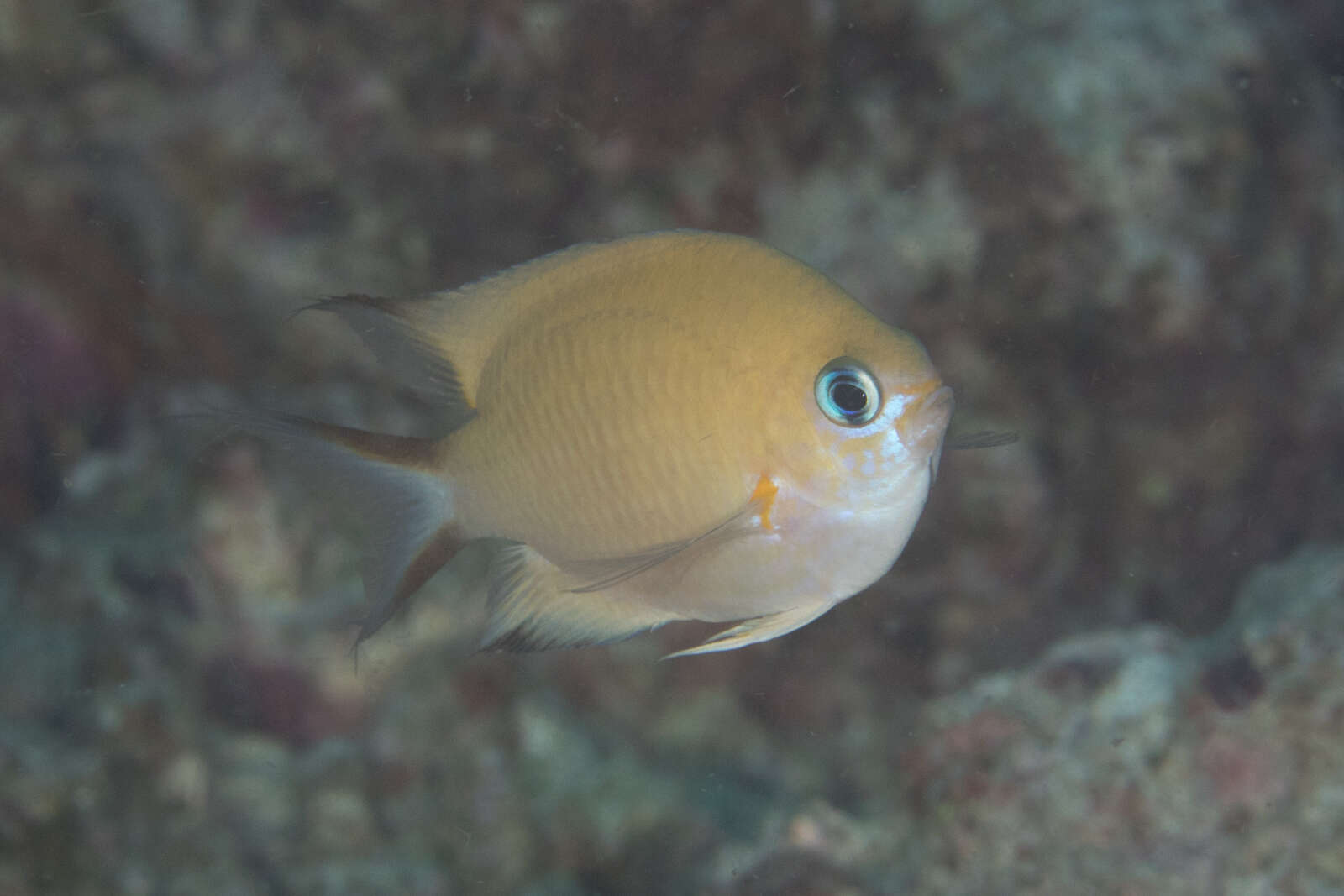 Слика од Pycnochromis amboinensis (Bleeker 1871)