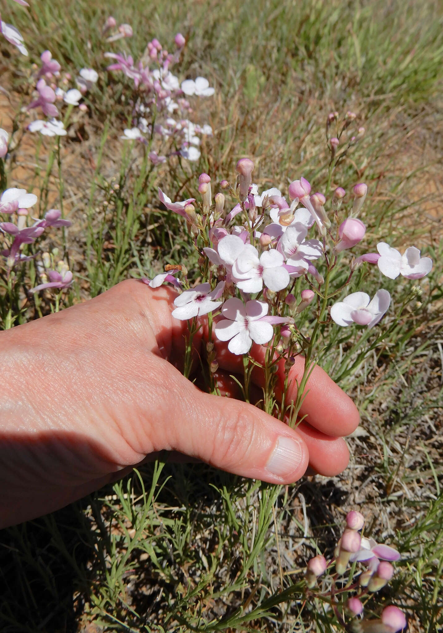 Image of gilia beardtongue