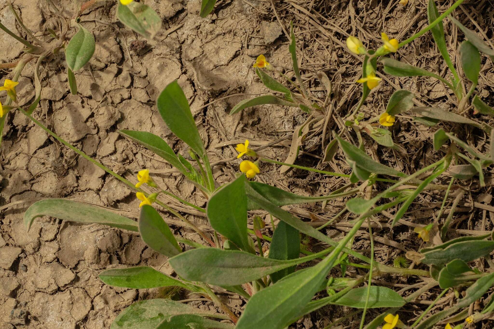 Plancia ëd Scorpiurus muricatus L.